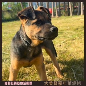 大美督嘉年華燒烤 pets-2